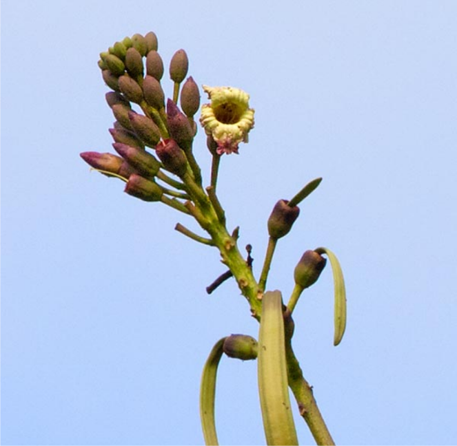Oroxylum Indicum Yellow Concepts